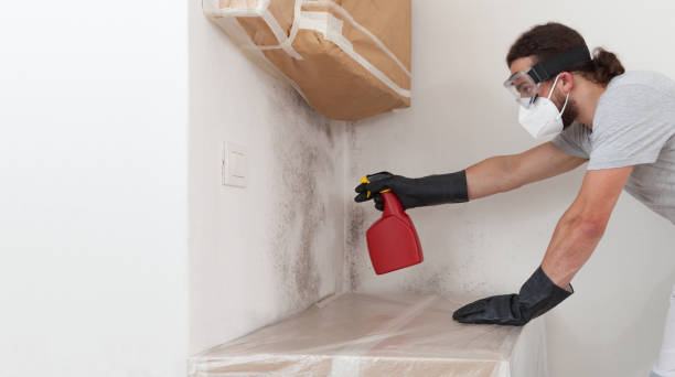 Professional Basement Mold Remediation technician working in Magnolia, NC